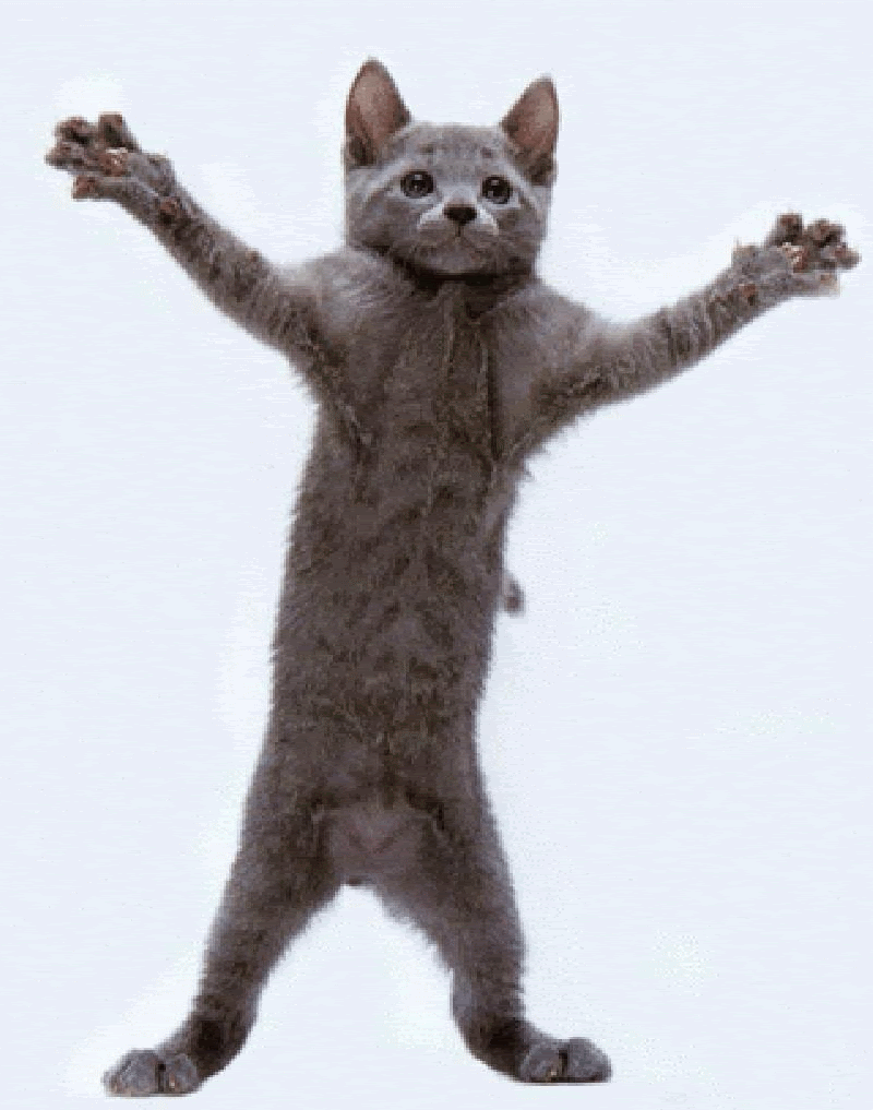 Dancing Cat Gif :D